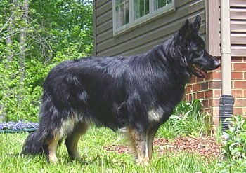 Bi colored German Shepherds