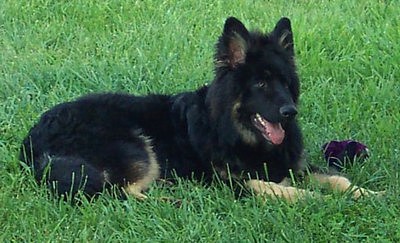 Large Old World style German Shepherds