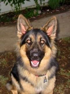 Coated German Shepherds