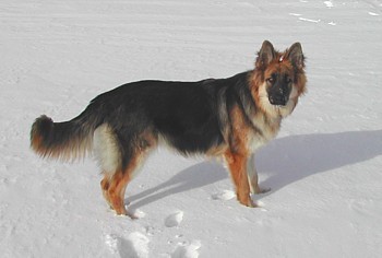 straight backs german shepherds