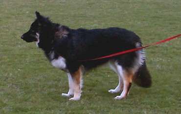 big blocky head german shepherds