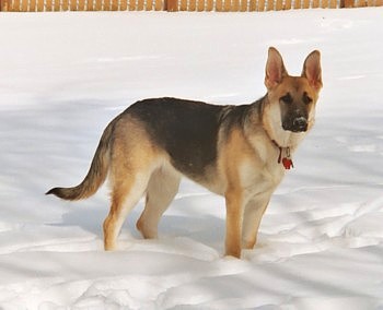 huge boned German shepherds