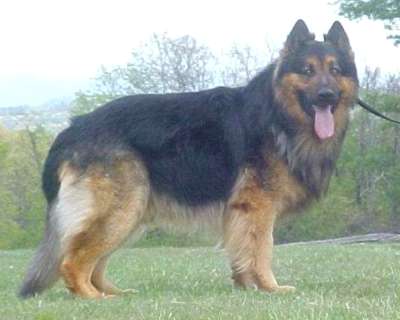 massive german shepherd