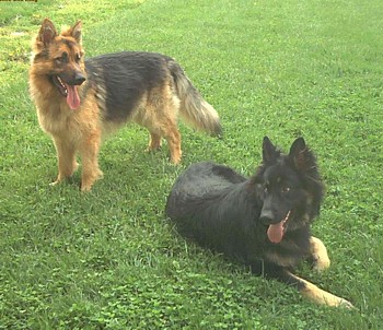 Old Fashioned German Shepherds