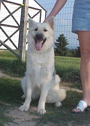 white long coat german shepherds