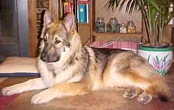 silver sable german shepherds